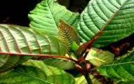 Kratom cutting plants for sale